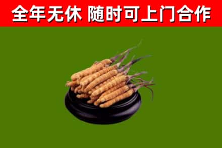 南通烟酒回收冬虫夏草.jpg